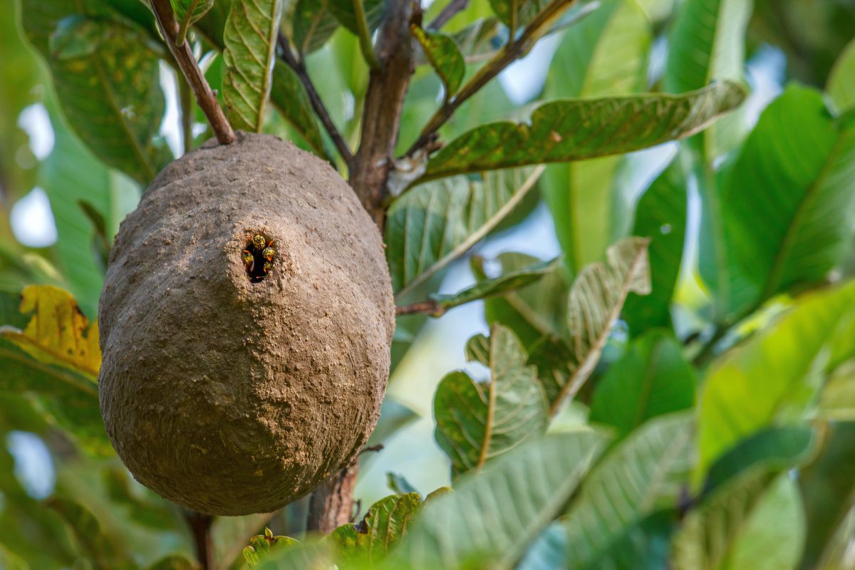 Un nid de guêpes à Cuges-les-Pins