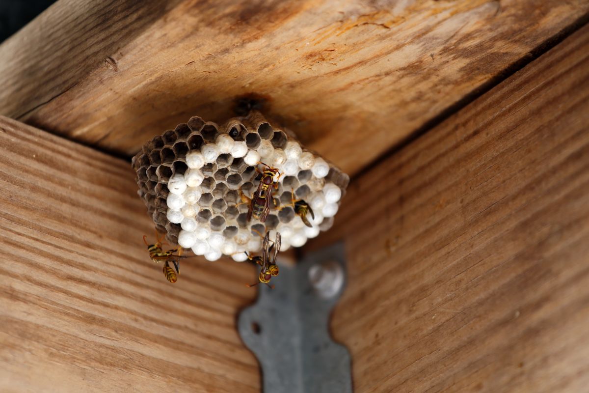 Construction d'un nid de guêpes à Cuges-les-Pins